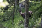Incontri boschivi: Camoscio. Incontri boschivi: Camoscio.