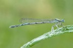 damigella damigella