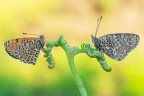 Melitaea-didyma-&amp;-Melitaea-phoebe_-DSC00829