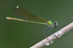 Calopterix splendes Calopterix splendes