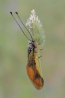 Libelloides longicornis