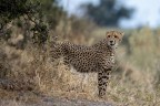 Ghepardo