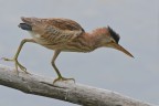 Tarabusino Tarabusino