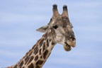 Giraffa Giraffa