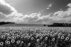 Girasoli Girasoli