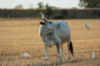 Vacca maremmana e aironi guardabuoi