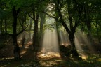 Lame di luce nel bosco_2 Lame di luce nel bosco_2