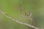 Ancora Empusa Ancora Empusa
