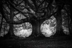 nell'oscurit� del bosco