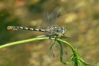 Onychogomphus forcipatus