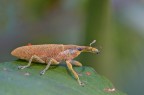 Lixus pulverulentus Lixus pulverulentus