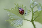Coccinella Coccinella