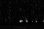 nel bosco nel bosco