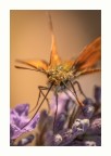 Macro_Giu2022_4 Macro_Giu2022_4