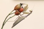 Mantis Mantis