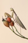 Mantis II Mantis II