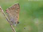 Lycaena phlaeas