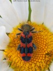 Trichodes alvearius Trichodes alvearius