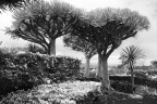 Albero del drago Albero del drago