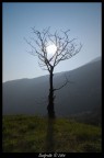 albero_controluce albero_controluce