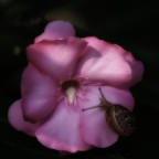 chiocciola chiocciola