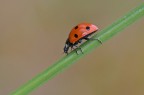 Septempunctata Septempunctata