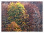 Colori d'autunno