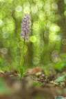 Orchis Mascula Orchis Mascula