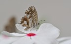 Cacyreus marshalli Cacyreus marshalli