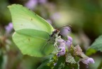 Nettare nel calice Nettare nel calice