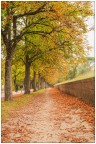 Foliage.. Foliage..