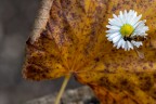 ali d'autunno ali d'autunno