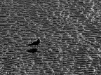 Bassa marea, a passeggio Bassa marea, a passeggio
