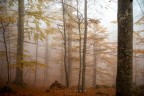foliage 2022 foliage 2022
