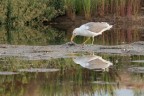Gabbiano-reale_Larus-argentatus_DSC05662 Gabbiano-reale_Larus-argentatus_DSC05662