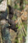 Scoiattolo-comune_DSC1757