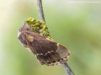 Poecilocampa populi Poecilocampa populi