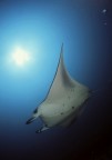 manta birostris manta birostris