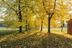 Vialetto immerso nel Foliage.. Vialetto immerso nel Foliage..