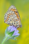 Melitaea didyma