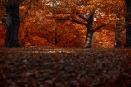 rosso autunnale rosso autunnale