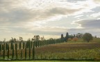 Vigneti.. Vigneti..
