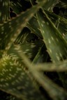 foto natura foto natura