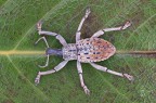 Eupholus SP. Eupholus SP.