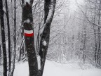 Segnavia nel bosco invernale