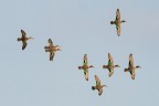 Alzavole in volo Alzavole in volo