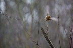 Una mattina d'inverno