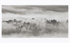 Rami tra la nebbia Rami tra la nebbia