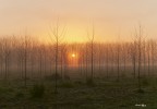 Al sorgere del sole leggere foschie nella Pioppeta Al sorgere del sole leggere foschie nella Pioppeta