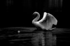 Black and white
